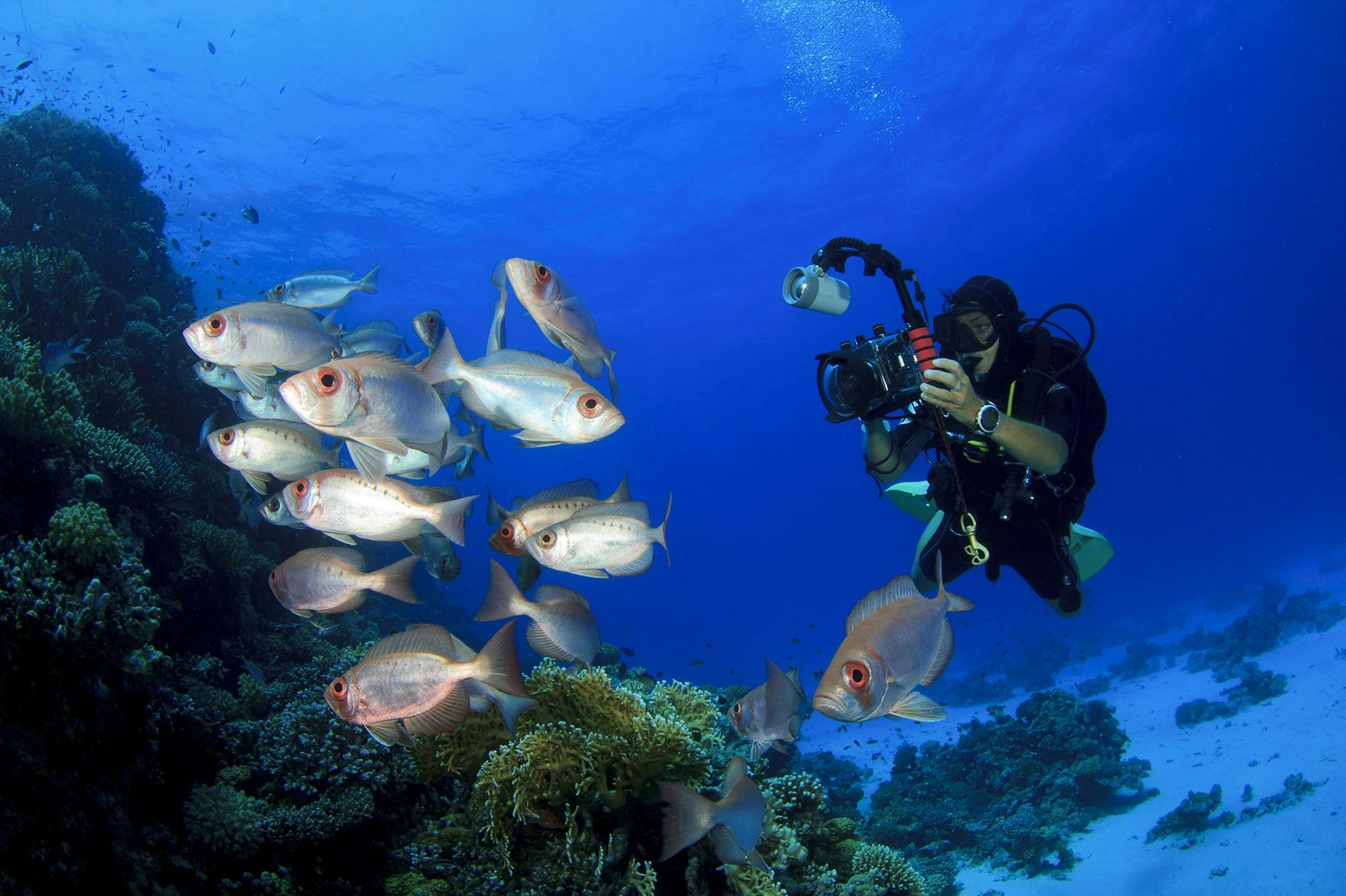 PADI Open Water Diver Course in Trincomalee