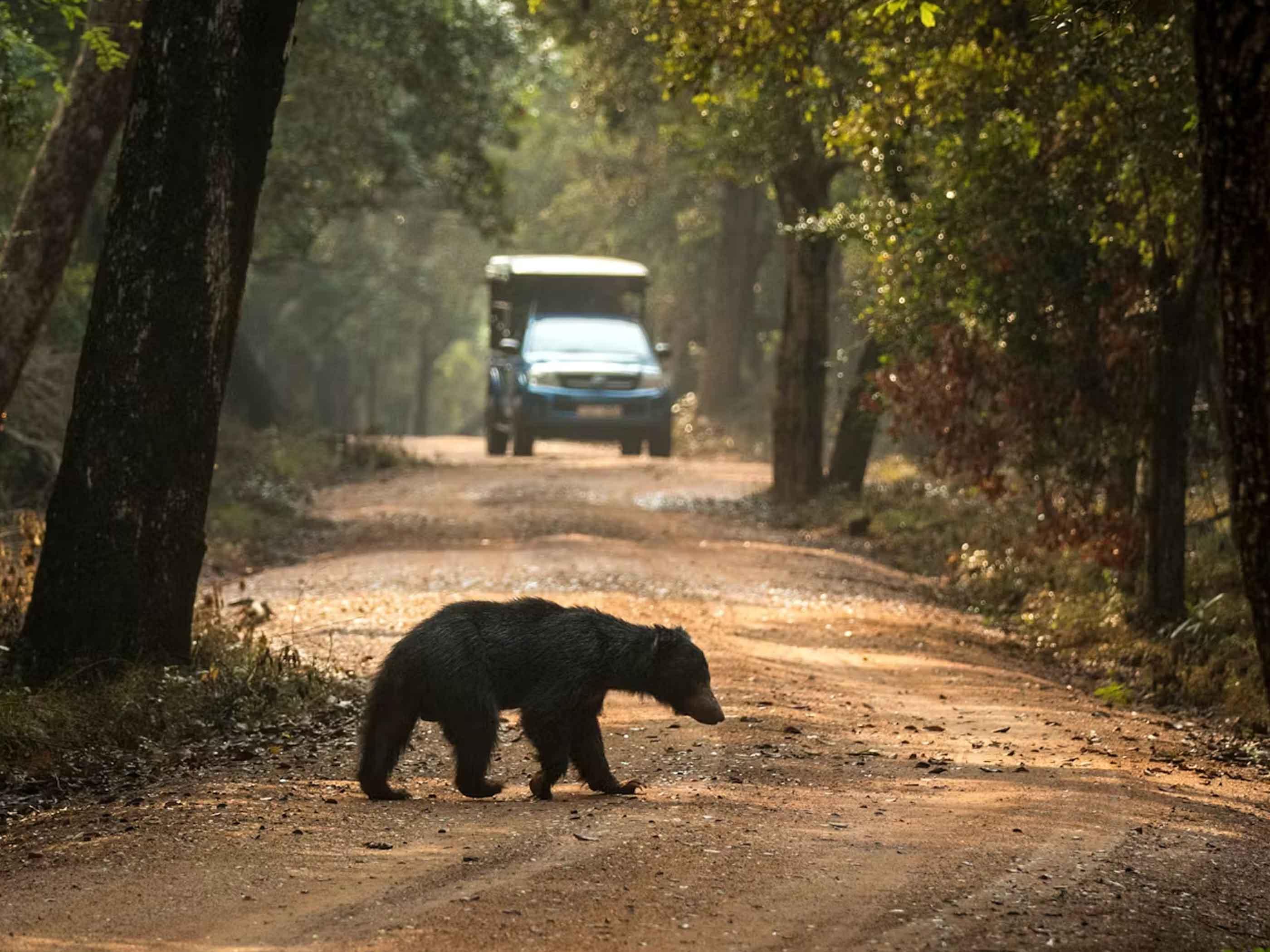 Half Day Safari Adventures in Wilpattu